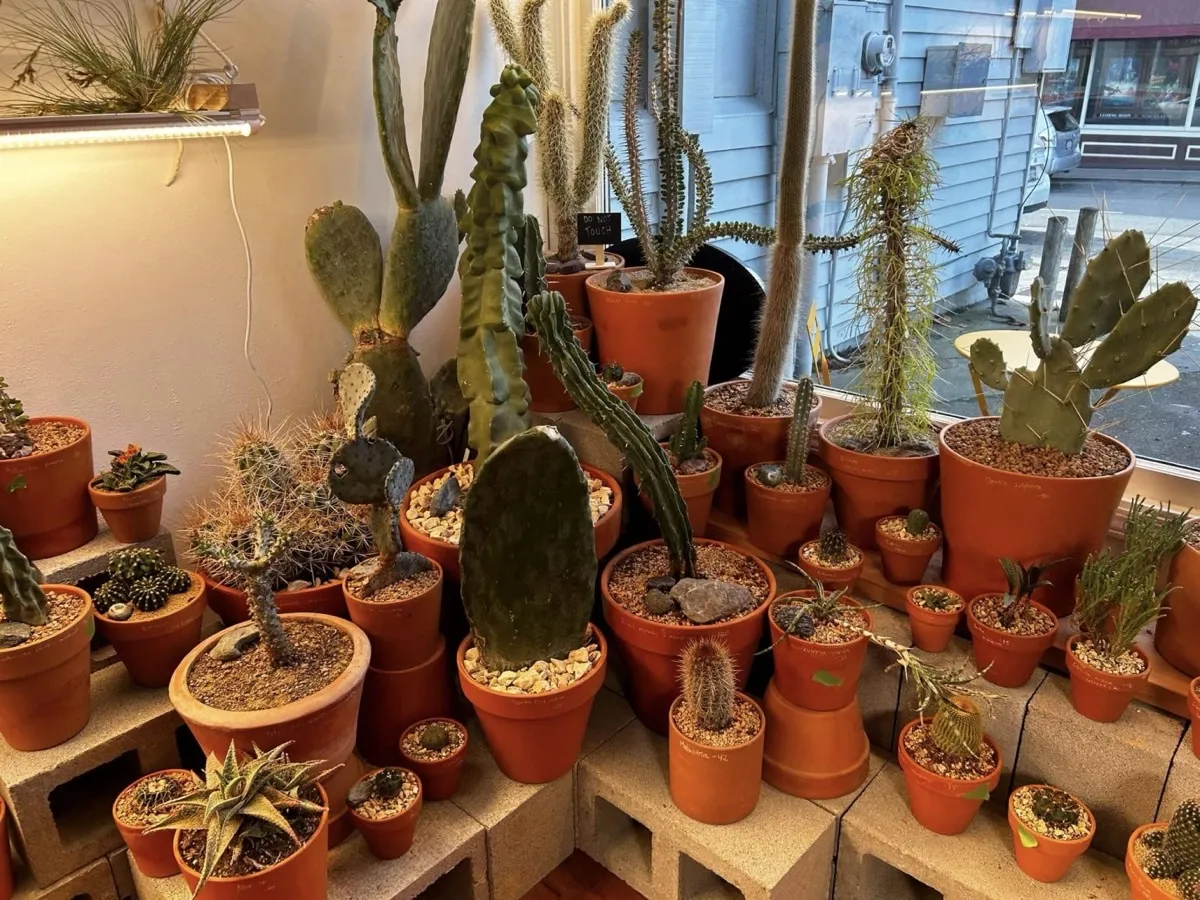 Photo from “Grand Opening & Ribbon Cutting – Humboldt Cactus Co.” (5 of 5)