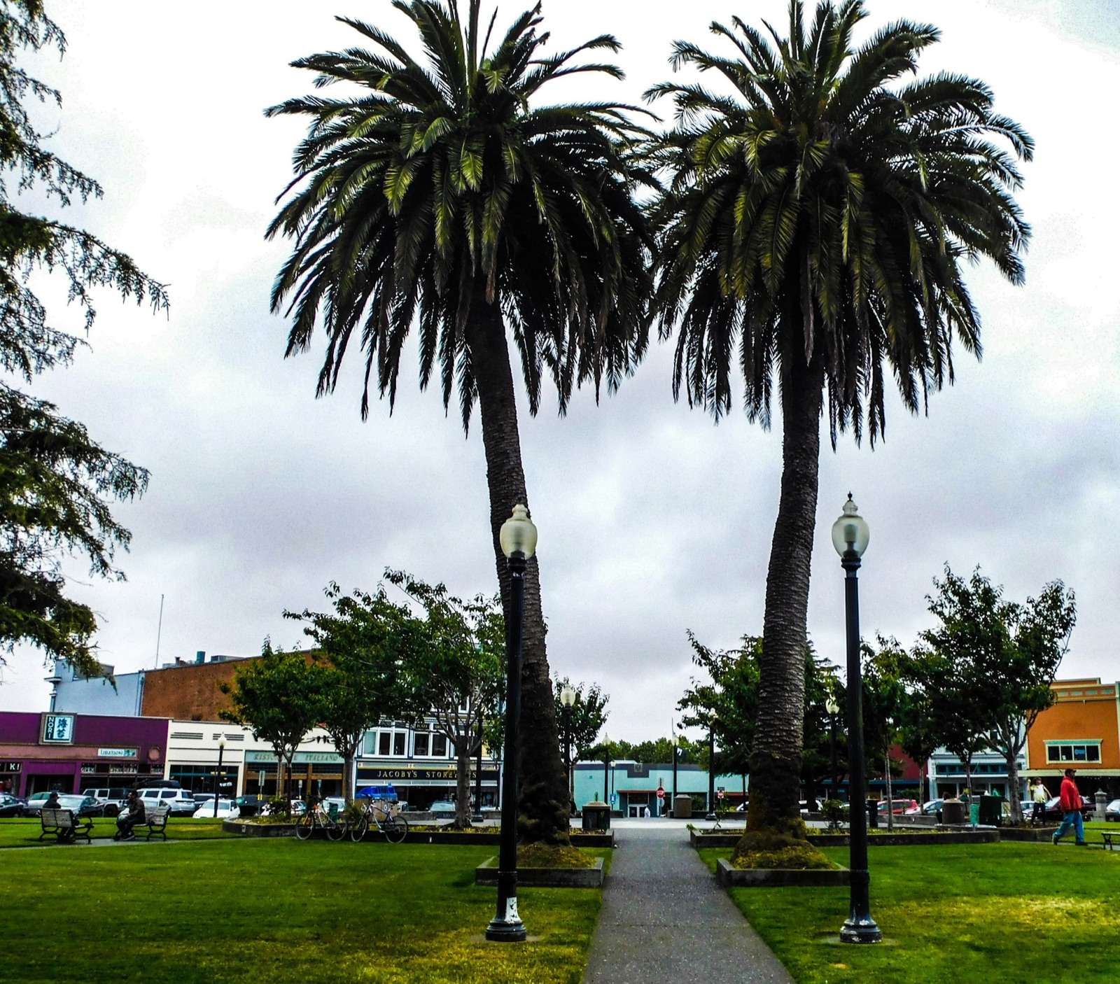 Two tall palm trees and street lamps along a path across the Arcata Plaza lawn, with downtown storefronts behind