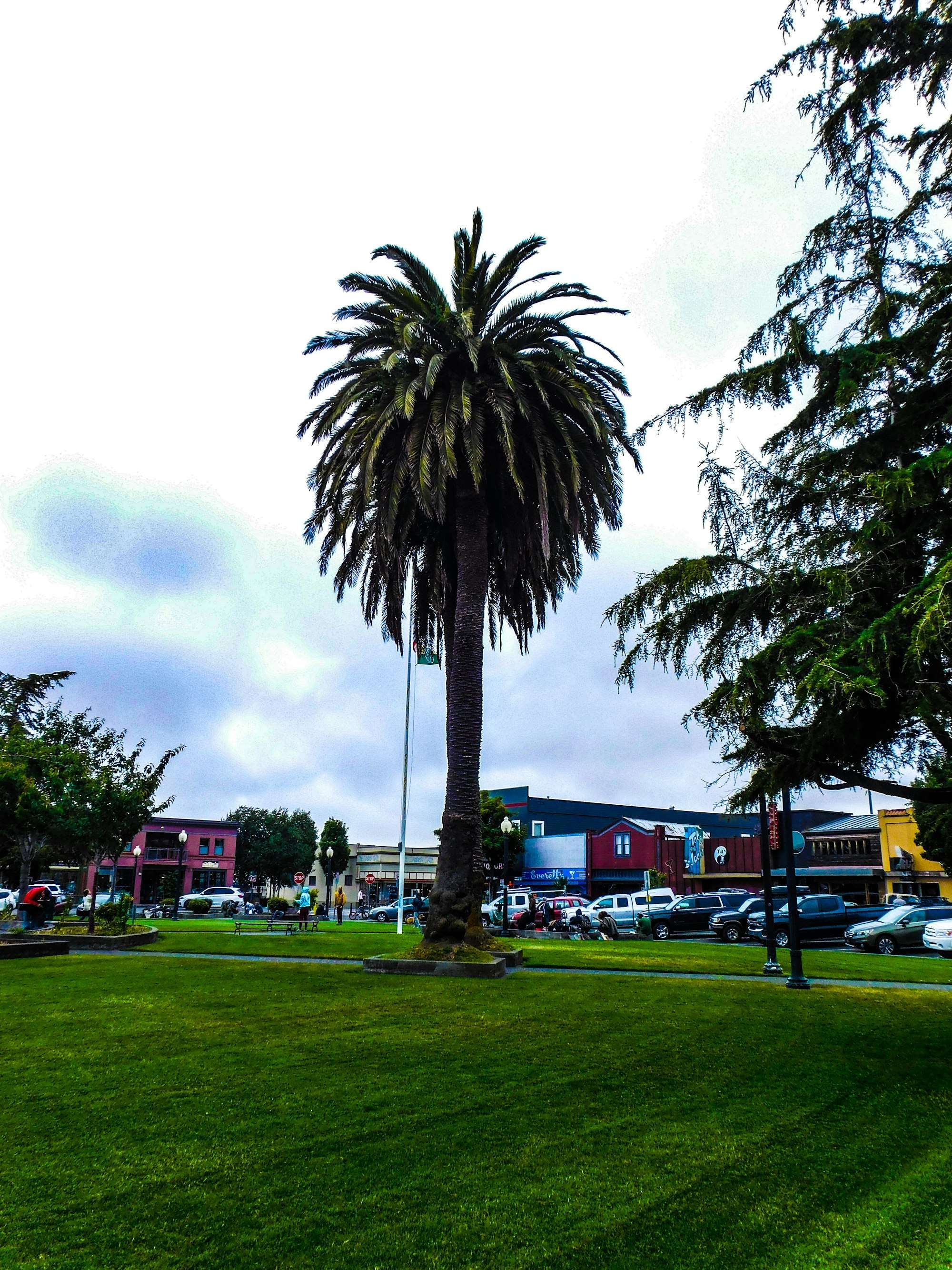 A single palm tree rising over the Arcata Plaza lawn, with shops and parked cars around the square