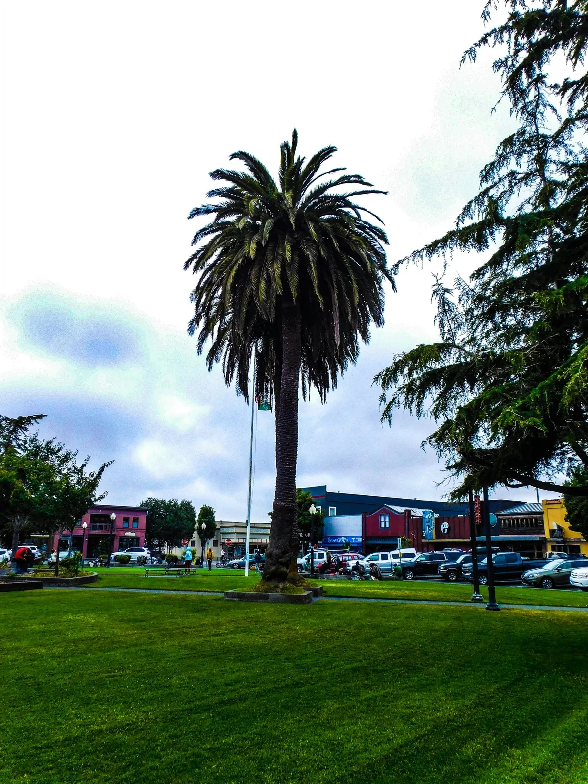 A single palm tree rising over the Arcata Plaza lawn, with shops and parked cars around the square