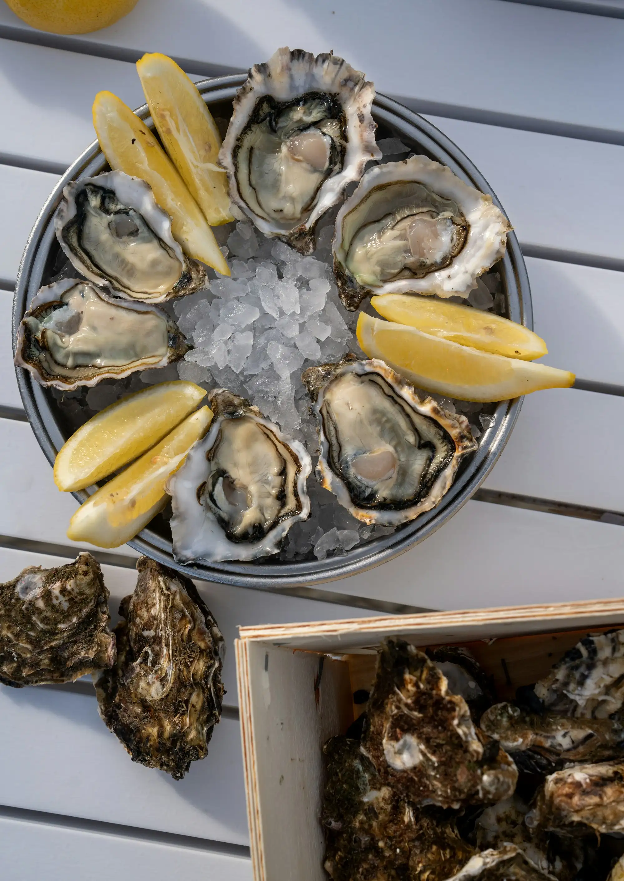 Fresh oysters on the half shell on a bed of ice with lemon wedges