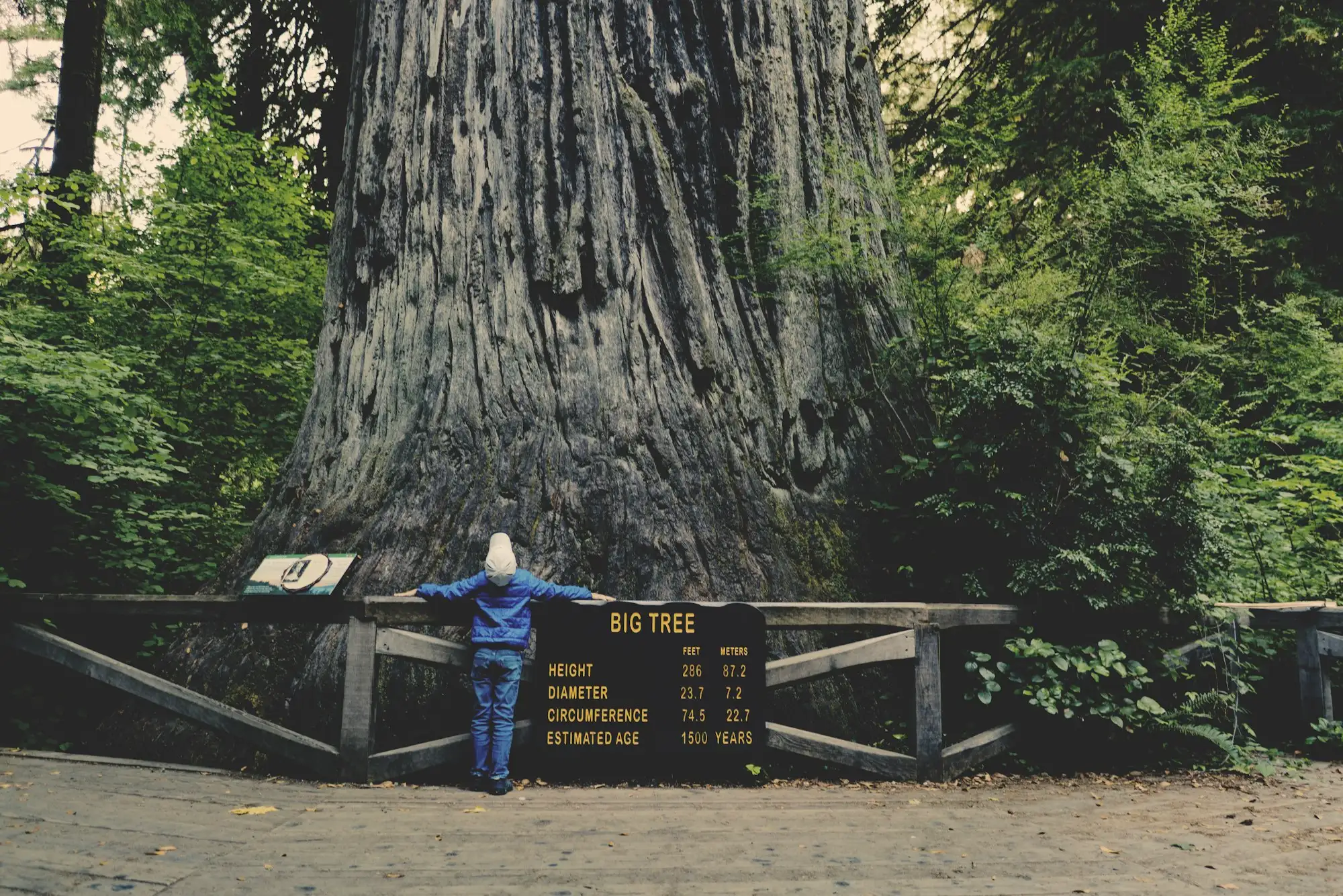 A visitor with arms outstretched at the fence in front of an enormous redwood trunk