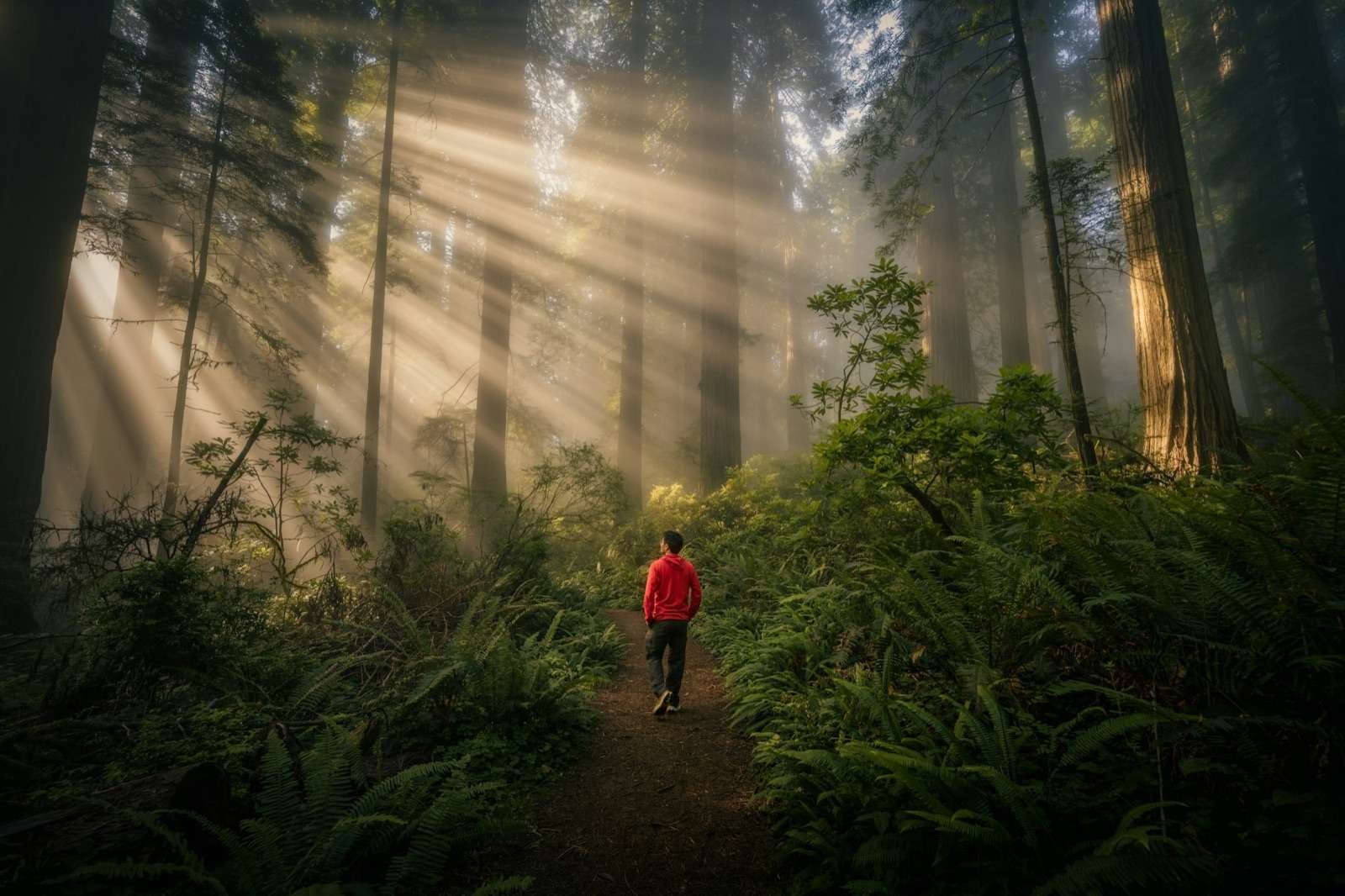 A hiker in a red jacket on a trail through a misty redwood forest lit by sunbeams