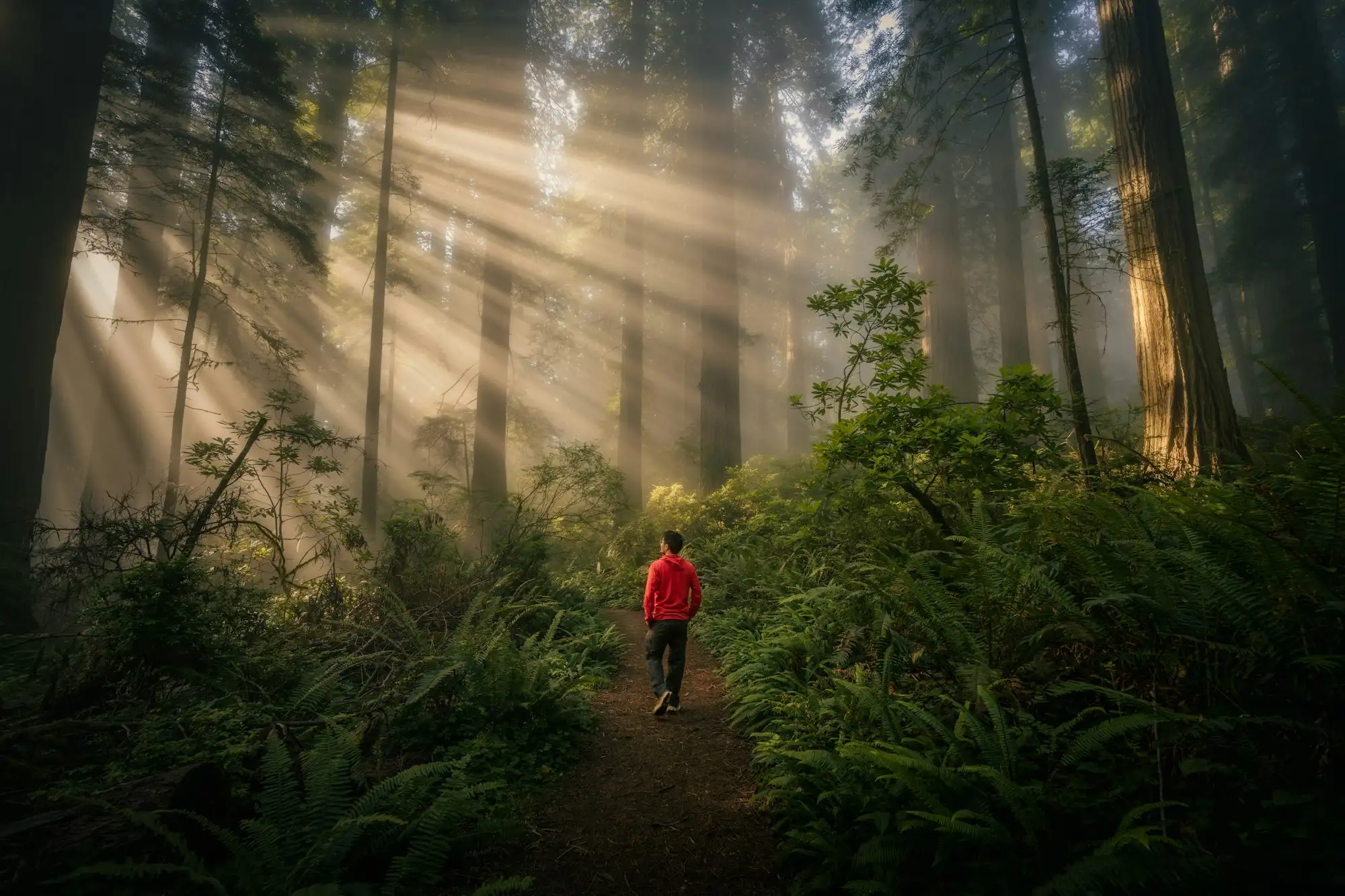 A hiker in a red jacket on a trail through a misty redwood forest lit by sunbeams