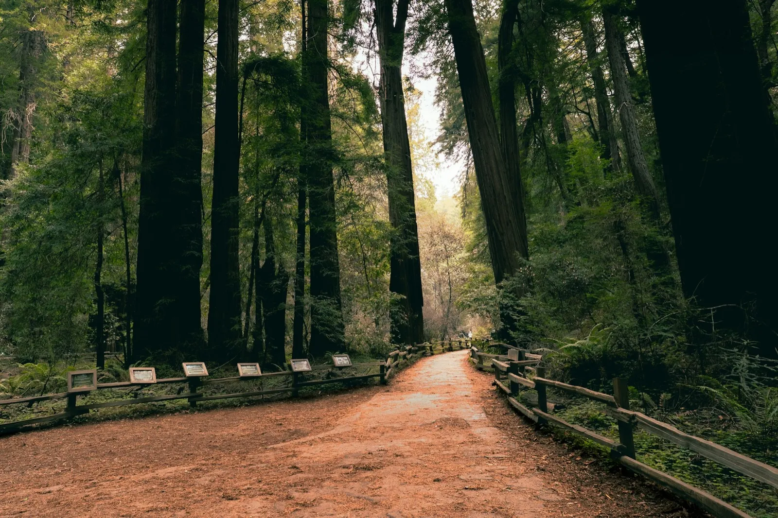 A wide dirt path with a wooden rail winding between towering redwood trees