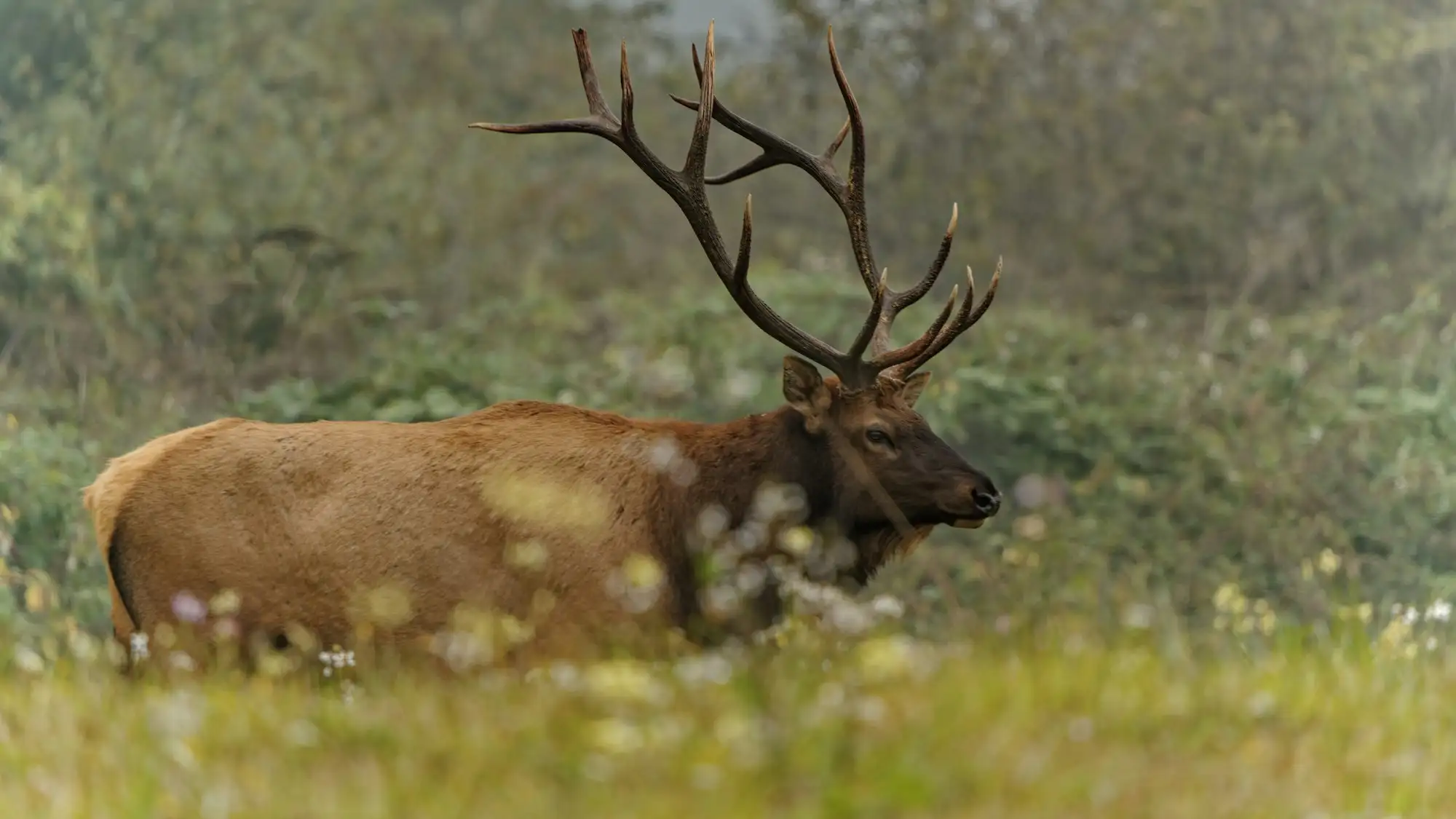 A bull elk with large antlers standing in tall grass